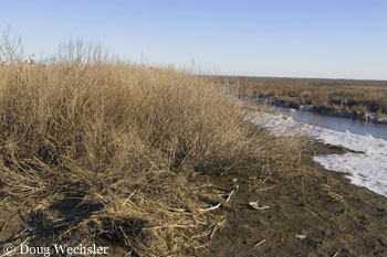Marsh elder winter _F2B6571.jpg  Iva frutescens